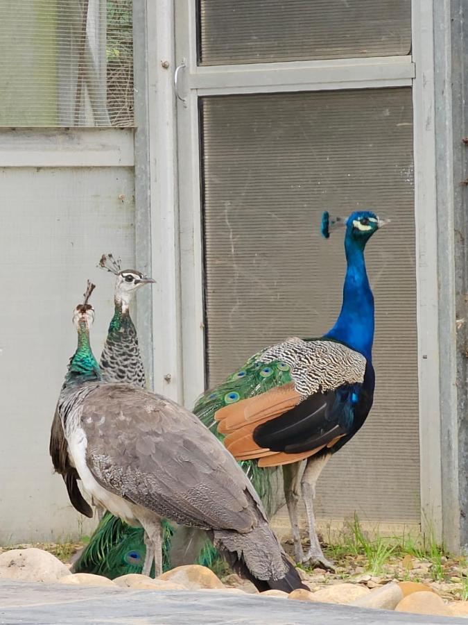 Die Heerenhuys Guest Suites Stellenbosch Kültér fotó